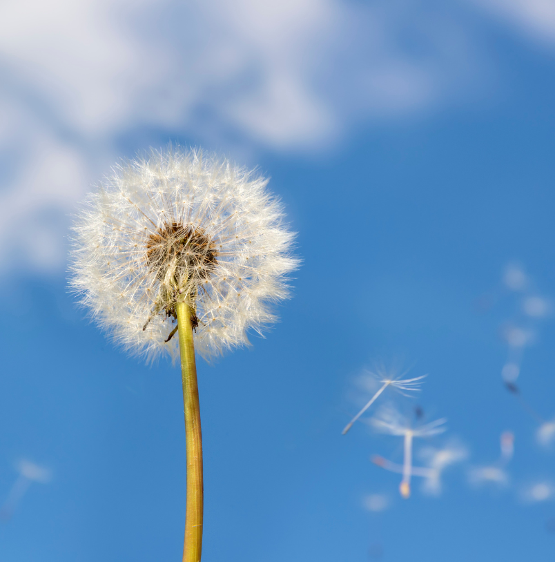 Breathe Easier This Spring: How Filters Can Help Fight Allergies