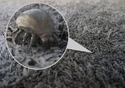 Controlling Dust Mites in Your Home