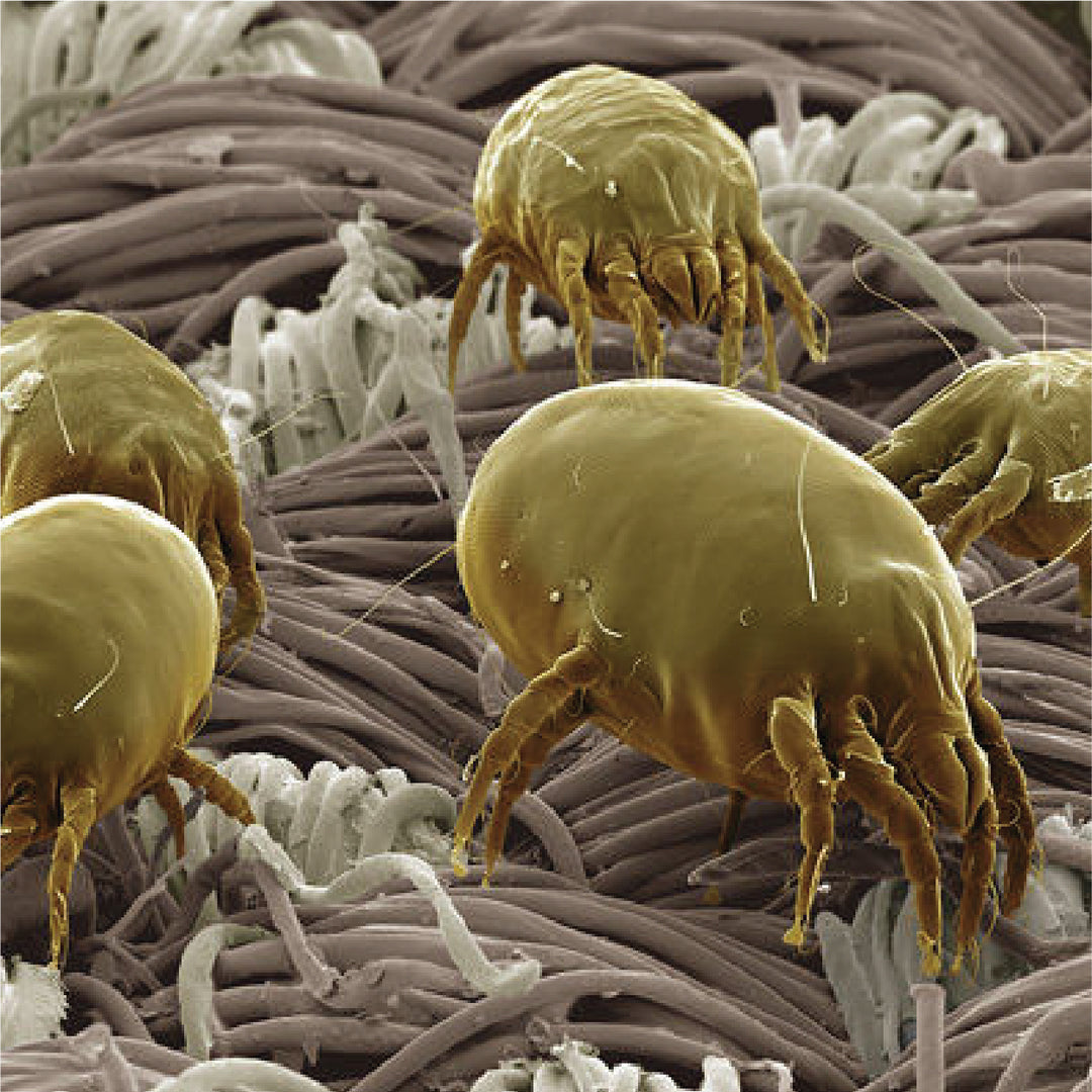Dust Mite Control and Prevention