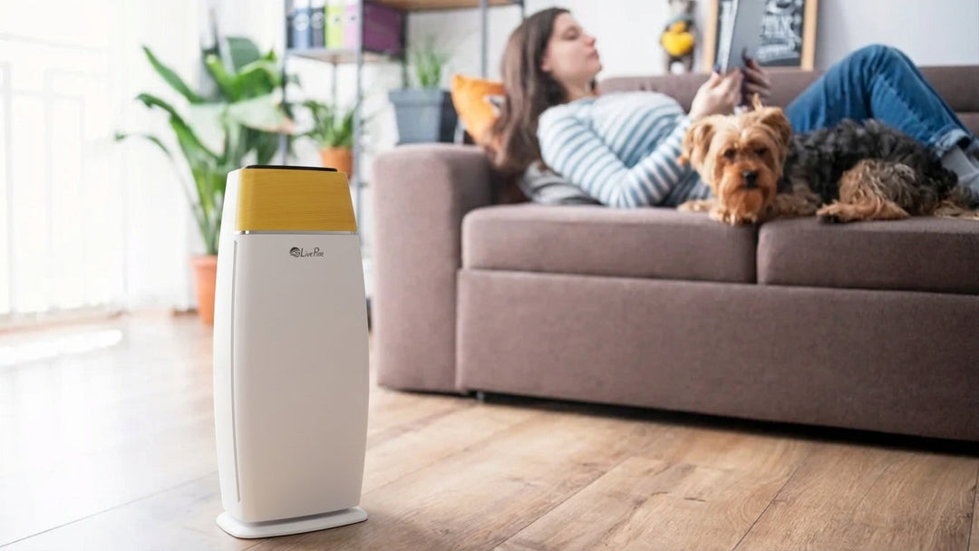 Spring Is Here: fix the Air Quality in your Home.